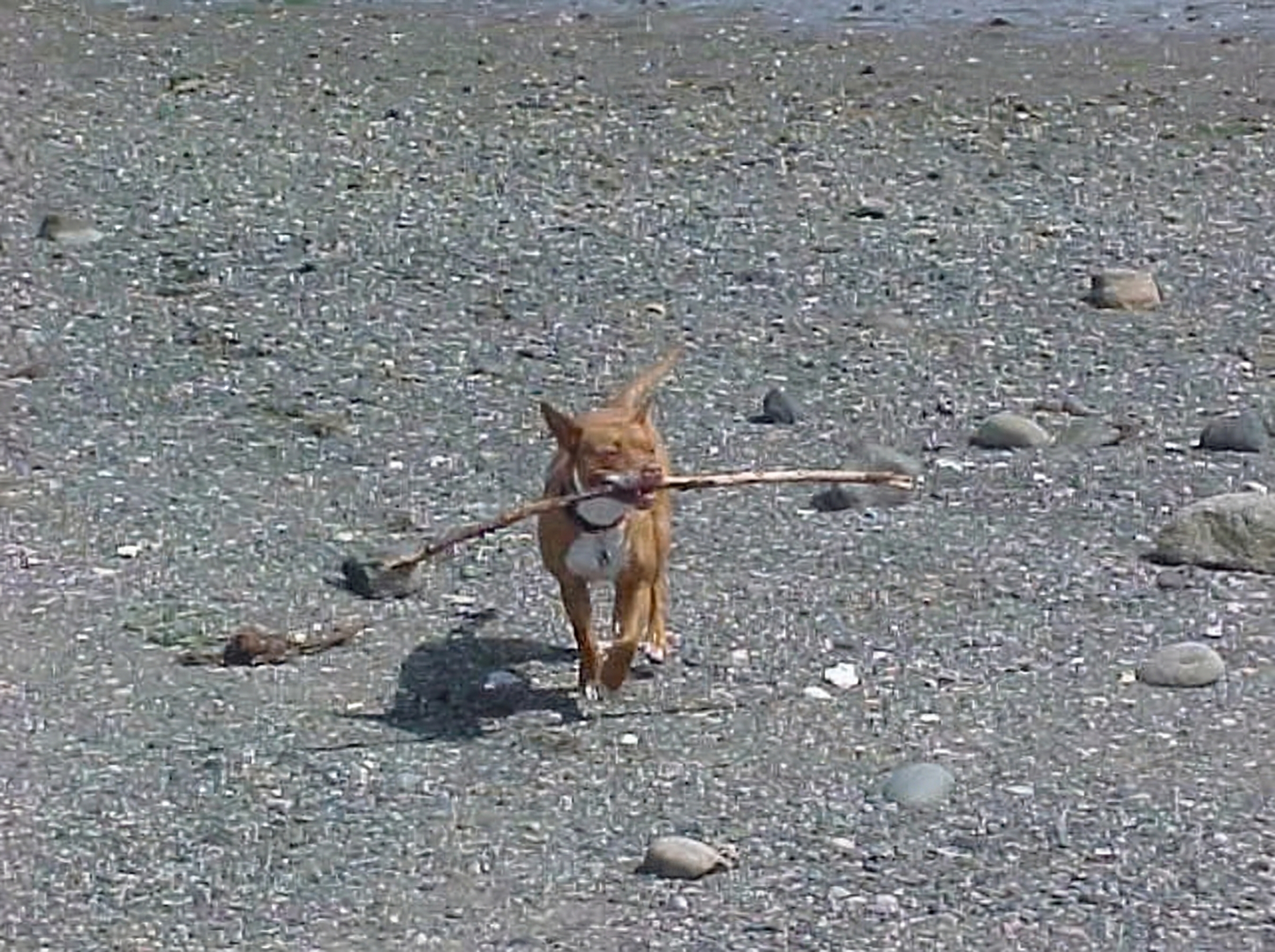 Portrettfoto av Mira, en elsket hund til minne på Minnepote