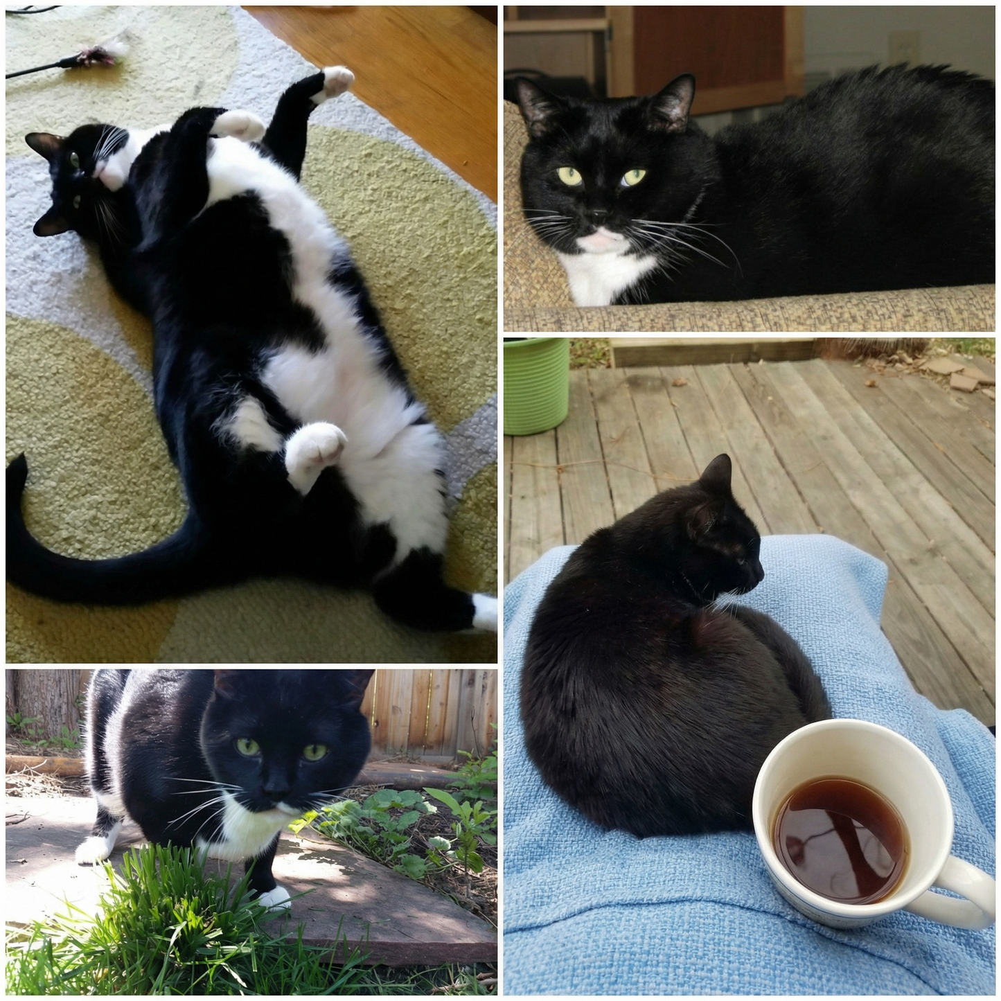 Portrettfoto av Milo, en elsket katt til minne på Minnepote