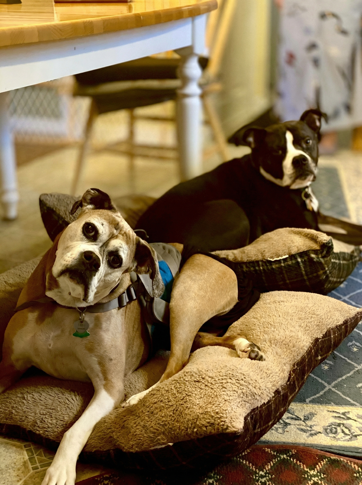 Minneside-bilde av hunden Abby Weeks, elsket familiehund fra Drammen, Norge