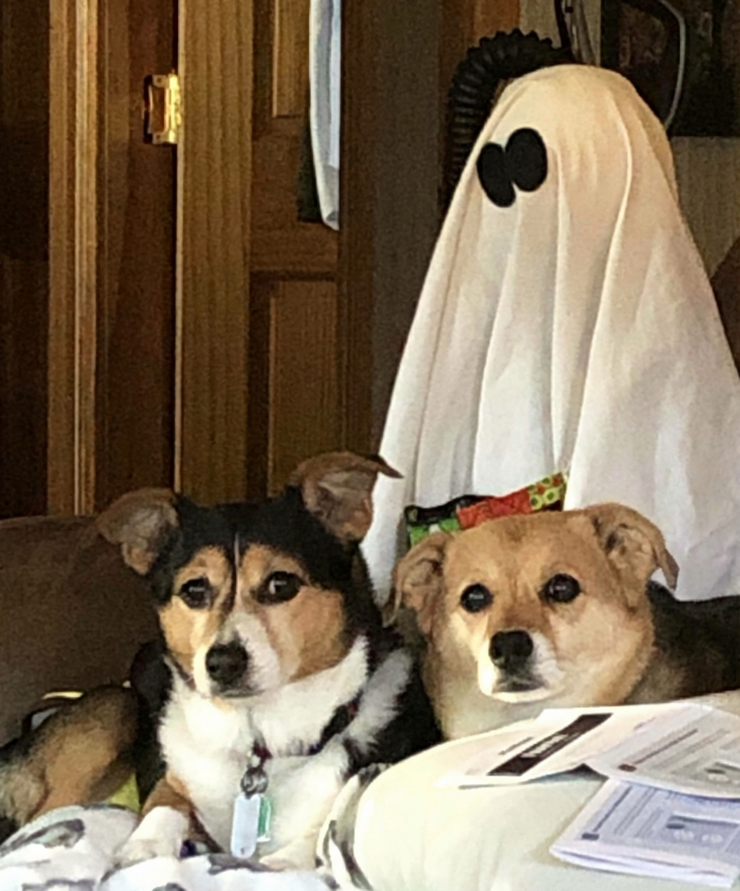 Portrett av Isabella (Izzy), en elsket hund som minnes med varme på Minnepote