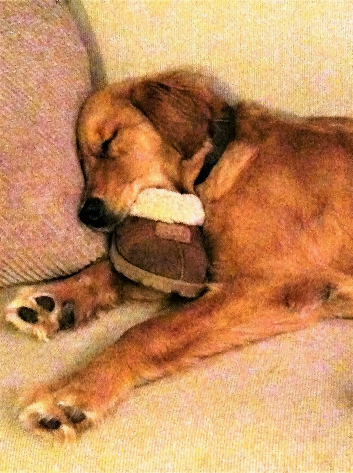 Portrettfoto av Duke, en elsket hund, på en norsk minneside til ære for livet hennes