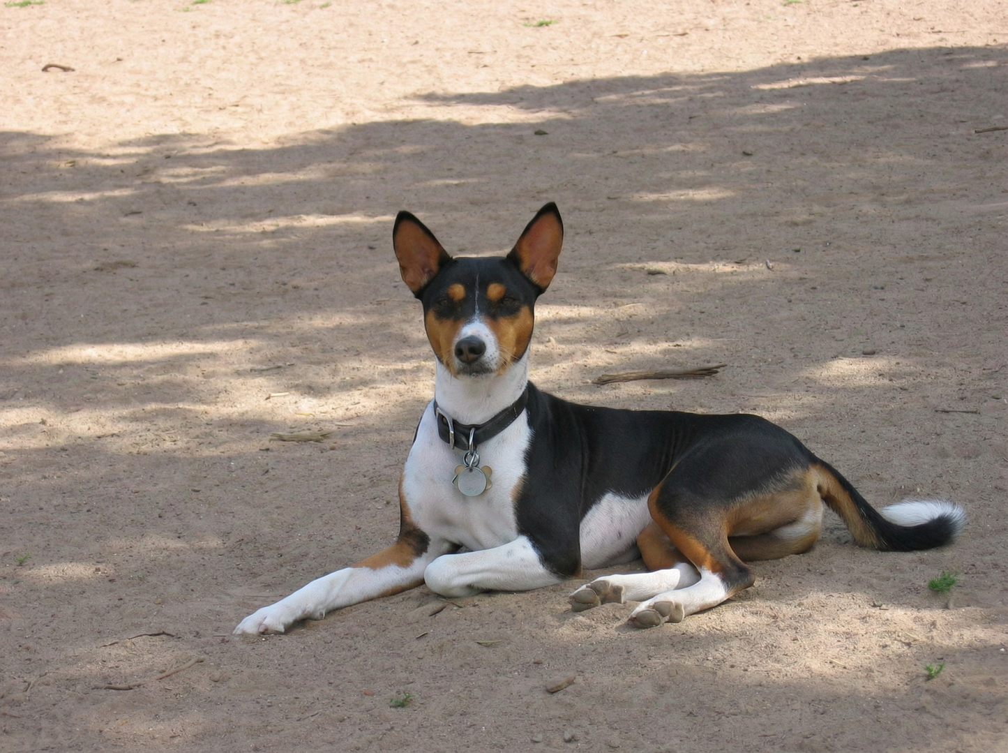 Portrettfoto av Osiris, en elsket hund til minne på Minnepote