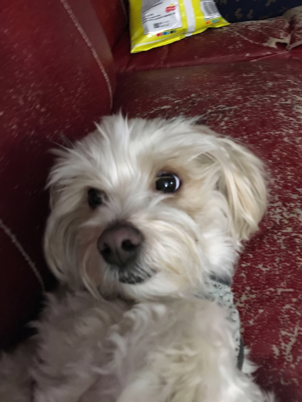 Teddy, en hund som smiler, med eieren Inger fra Haugesund, Norge.