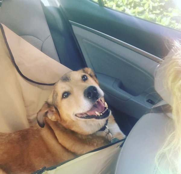 Portrett av Sonny, en glad og kjærlig hund fra Kristiansand, Norge