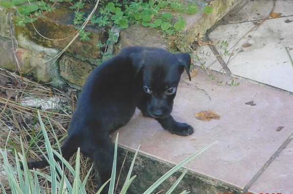 Portrett av Balto, en lojal hund fra Oslo, med vakre sjelefulle øyne.