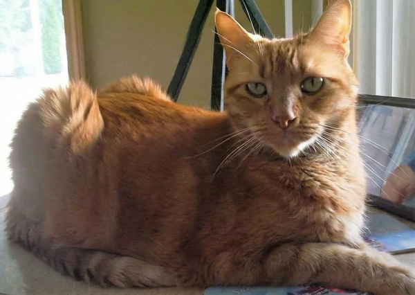 Gus