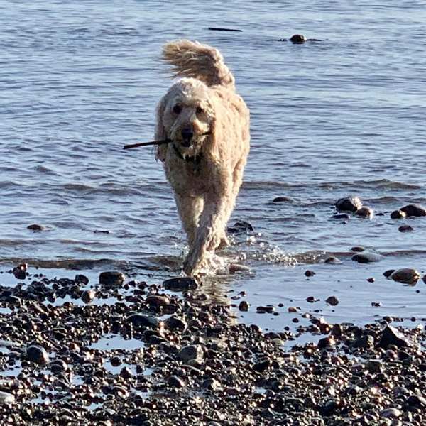 Dixie