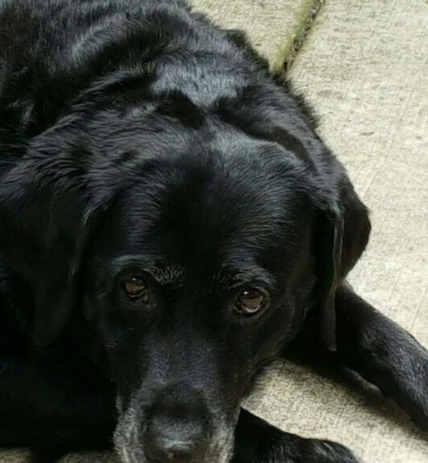 Portrettfoto av Sasha, en elsket hund, til minne på Minnepote