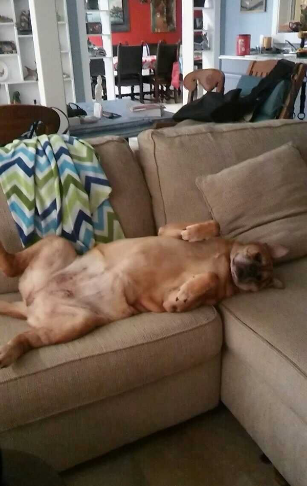 Harley