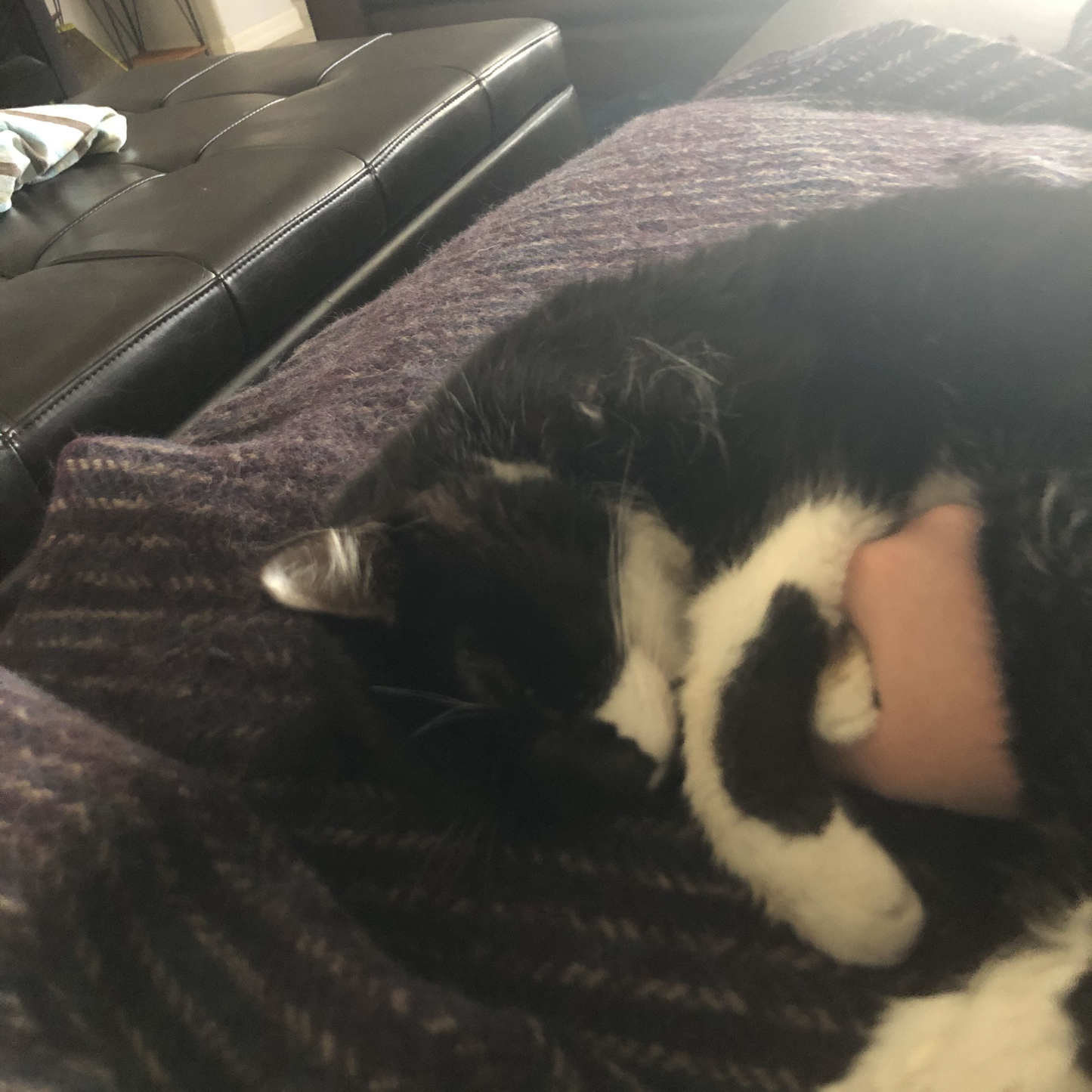 Phineas, en vakker katt som sitter rolig og ser direkte på kameraet med store, uttrykksfulle øyne i et hjemmemiljø.