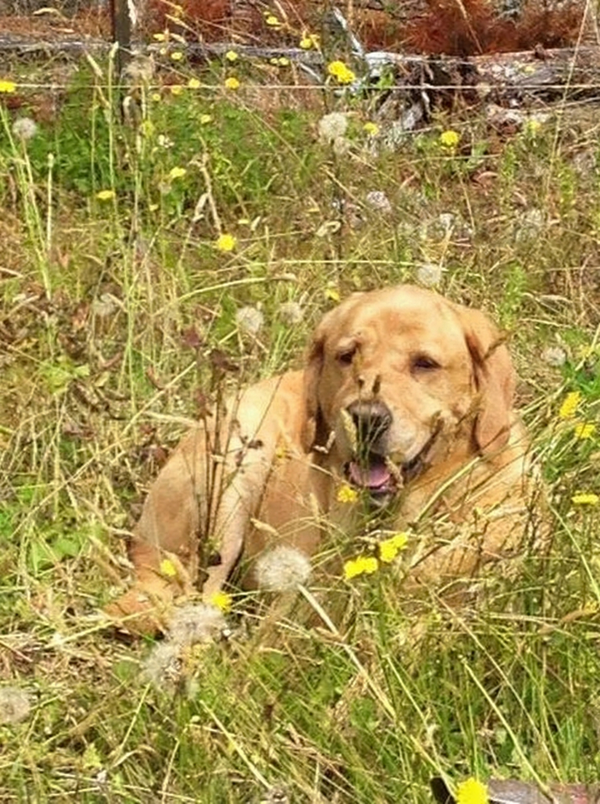 Marley