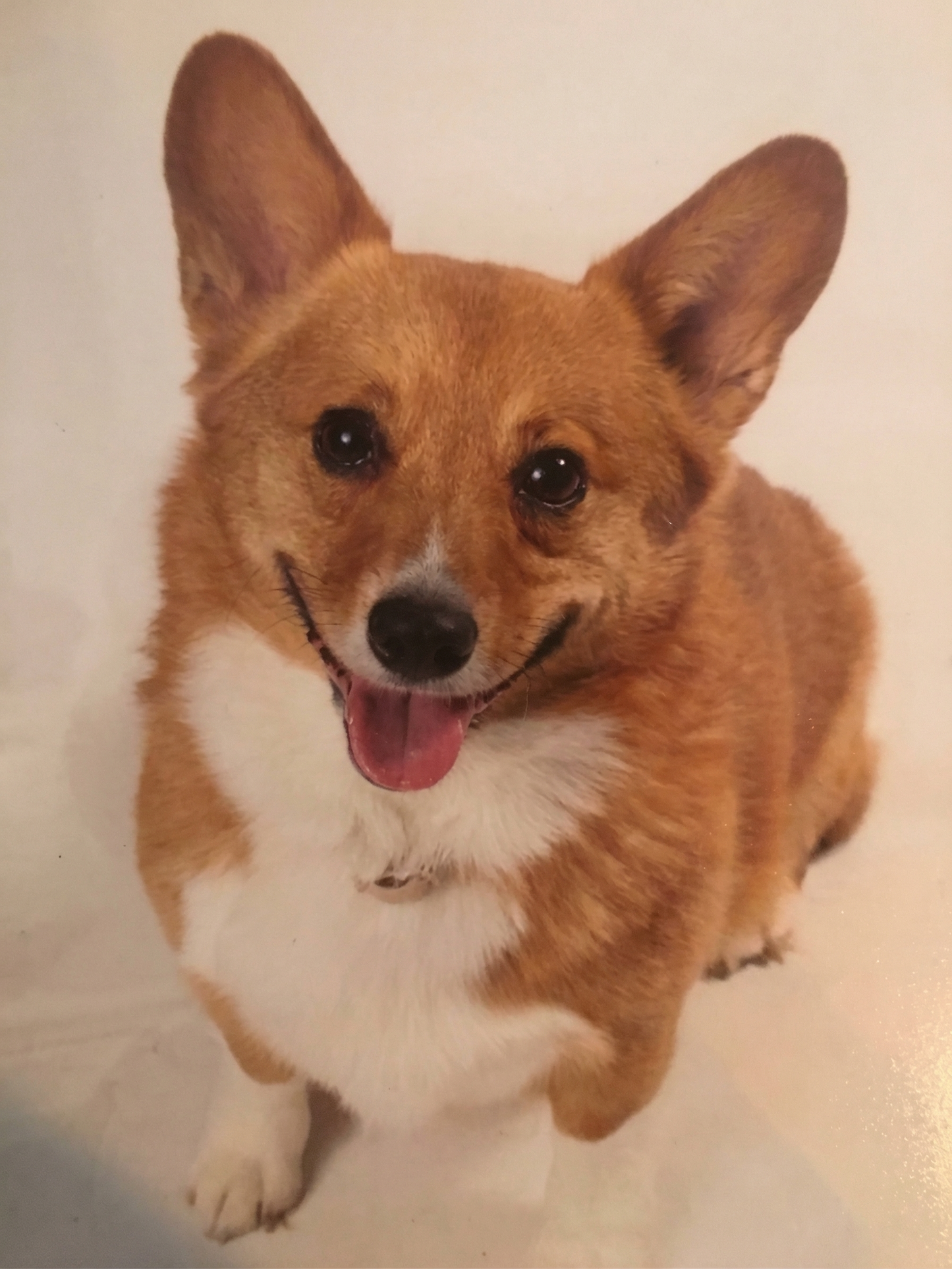 Penelope (Penny) Carlin, en elsket hund fra Oslo, Norge, minnes på vår minneside.