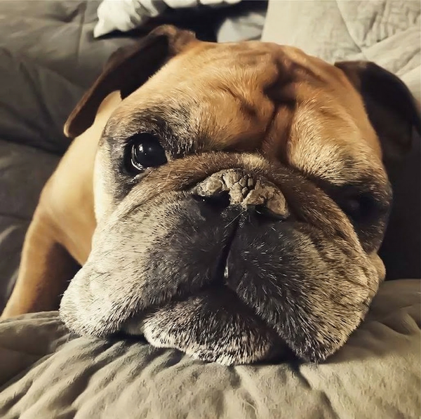 Bode